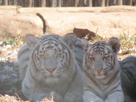 mystic monkeys and feathers