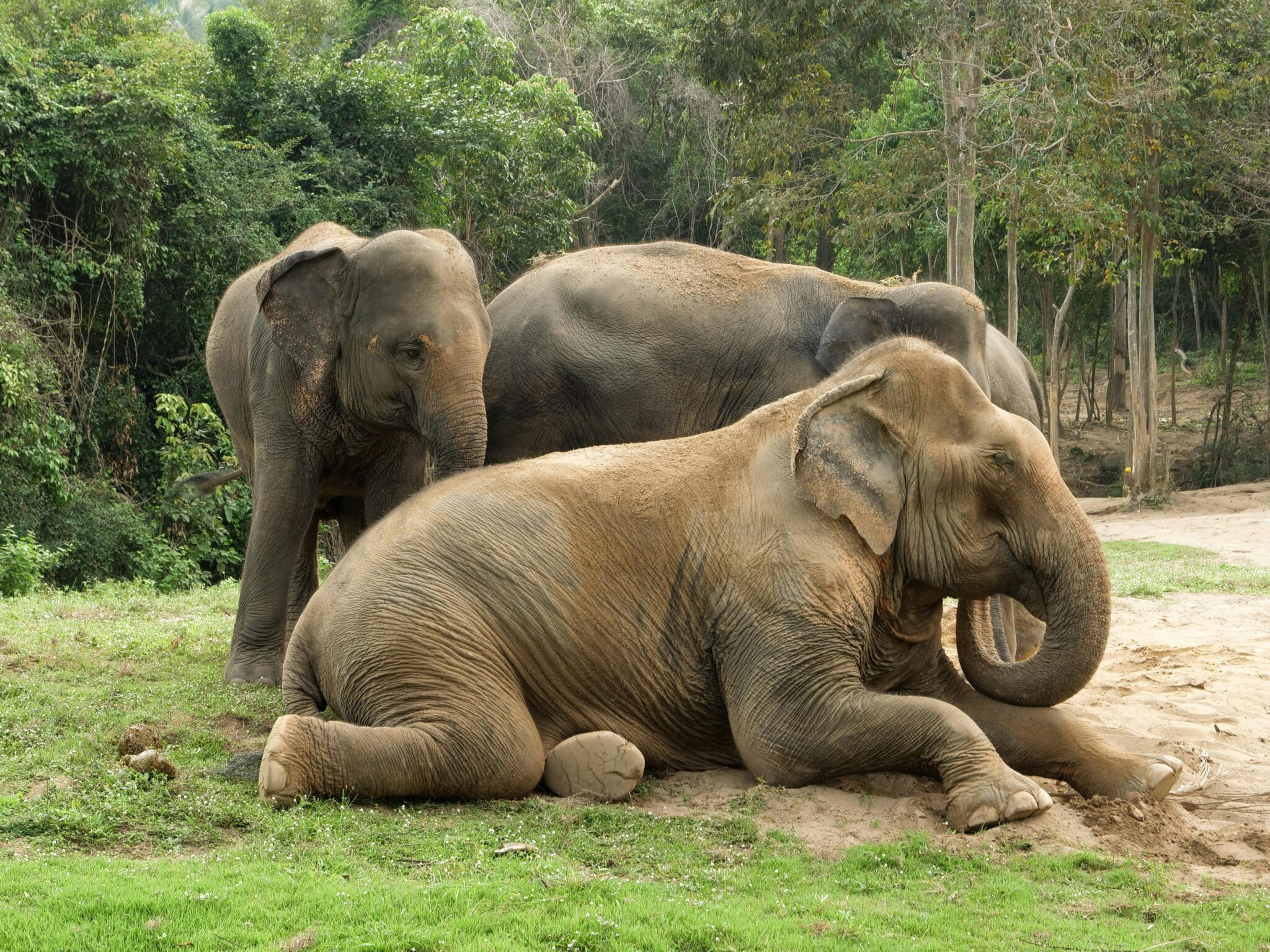 Three Asian elephants relaxing in a serene forest setting in Surat Thani, Thailand.